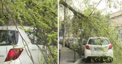 Copaci prăbușiți în sectorul 6 din București, în urma unei furtuni puternice cu vânt extrem