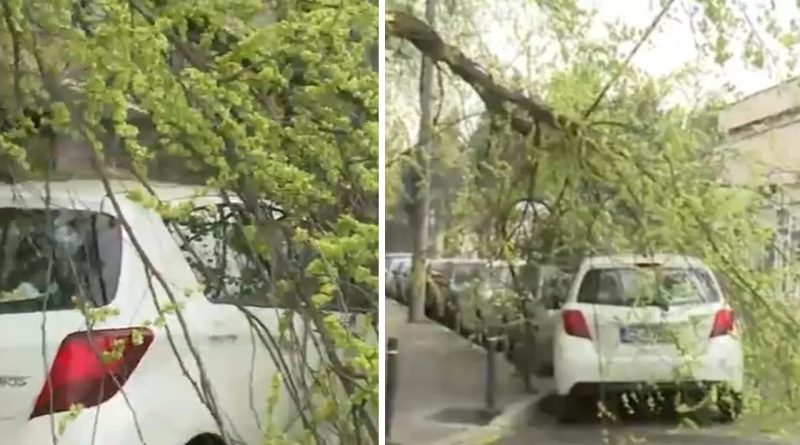 Copaci prăbușiți în sectorul 6 din București, în urma unei furtuni puternice cu vânt extrem