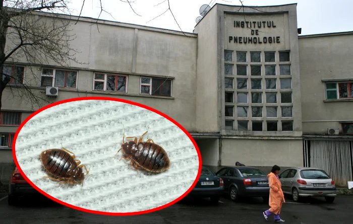 Institutul „Marius Nasta” din București se confruntă cu o nouă criză de igienă, după ce ploșnițele au reapărut în saloanele spitalului, în ciuda operațiunilor repetate de dezinsecție începute pe 12 februarie. Patru secții urmează să fie parțial închise, iar peste 30 de pacienți au fost deja relocați. Conducerea invocă faptul că insectele ar fi fost aduse de pacienți de acasă, în timp ce internările au fost limitate temporar. Specialiștii atrag atenția că problema necesită tratamente riguroase și repetate, deoarece ploșnițele sunt dificil de eradicat.