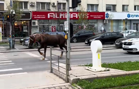 Cal alergând pe Bulevardul Pantelimon, escortat de o mașină de poliție din București