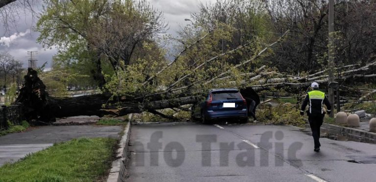 Copac căzut pe Splaiul Unirii peste o mașină aflată în mers. Șoferul a fost rănit