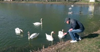 Lebede și rațe în Parcul Plumbuita din București, în timpul hrănirii