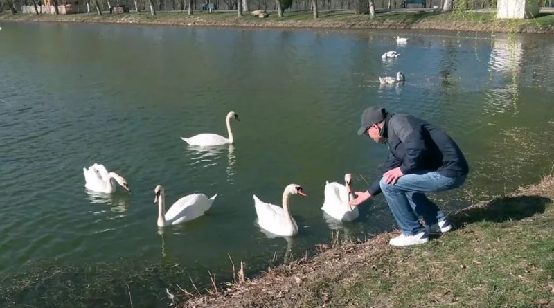 Lebede și rațe în Parcul Plumbuita din București, în timpul hrănirii