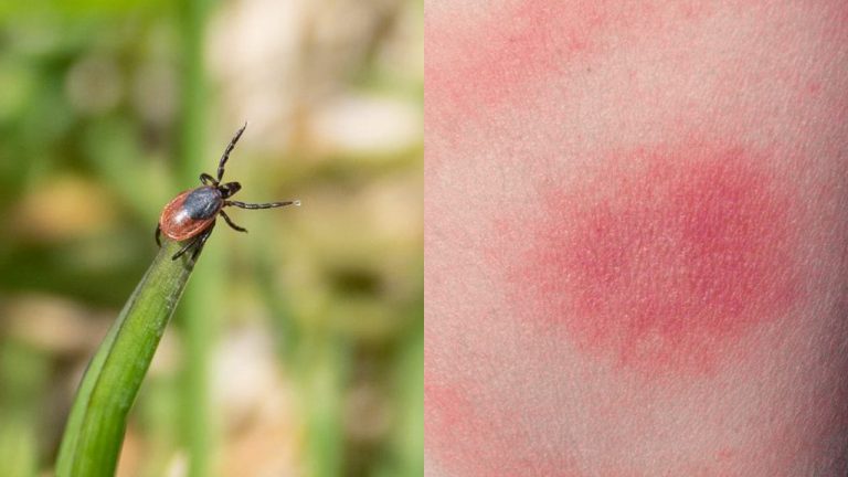 Capusa pe firul de iarba si muscatura ei