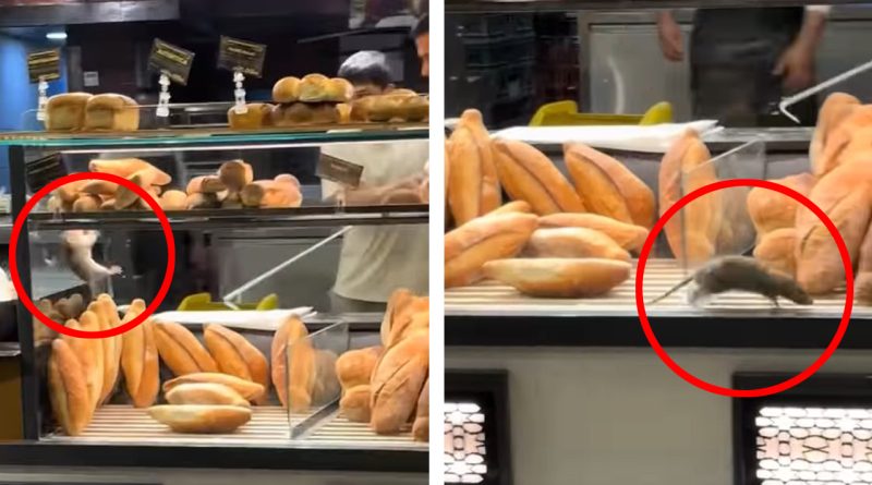 Şobolan surprins într-o vitrină cu pâine într-o brutărie, problemă de igienă alimentară.