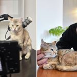 Ciprian Ciucu mângâind o pisică tabby pe un birou în timpul unei sesiuni de podcast, cu un microfon profesional și o cameră video în prim-plan.