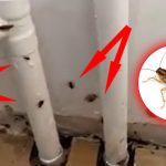 Gândaci de bucătărie ascunși lângă țevi și perete, semn al unei infestări în interiorul unei clădiri