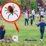 Căpușă evidențiată grafic într-un parc aglomerat, sugerând riscul de mușcătură pentru copii și adulți