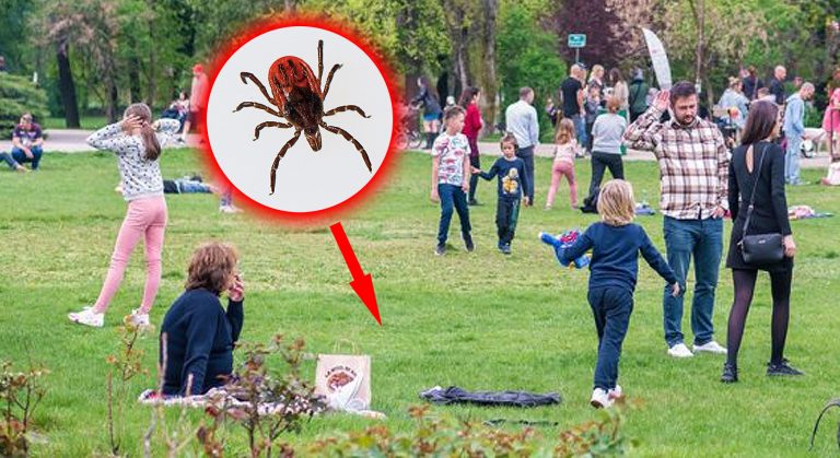 Căpușă evidențiată grafic într-un parc aglomerat, sugerând riscul de mușcătură pentru copii și adulți