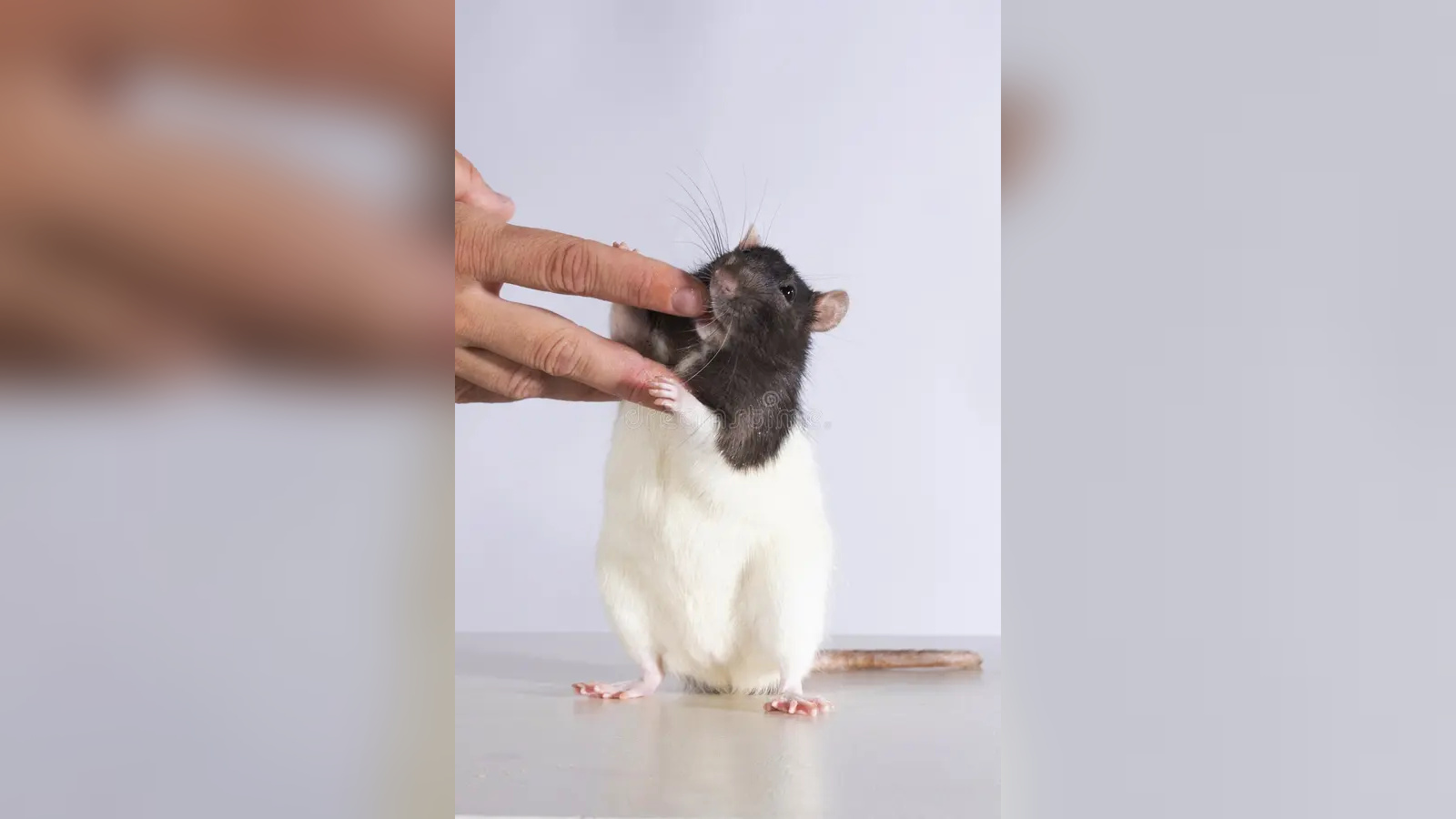 Șobolan alb-negru care mușcă degetul unei persoane