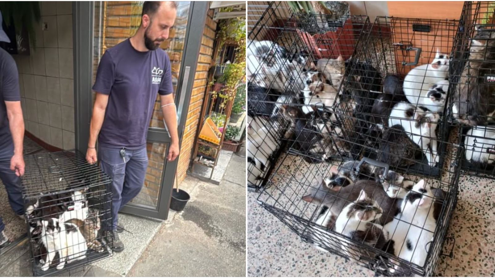 Echipa ASPA transportă mai multe pisici în cuști speciale pentru relocare și protecție