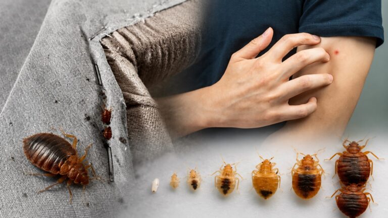 Ploșnițe de pat pe o saltea infestată, etapele ciclului de viață și o persoană care se scarpină din cauza unei înțepături.