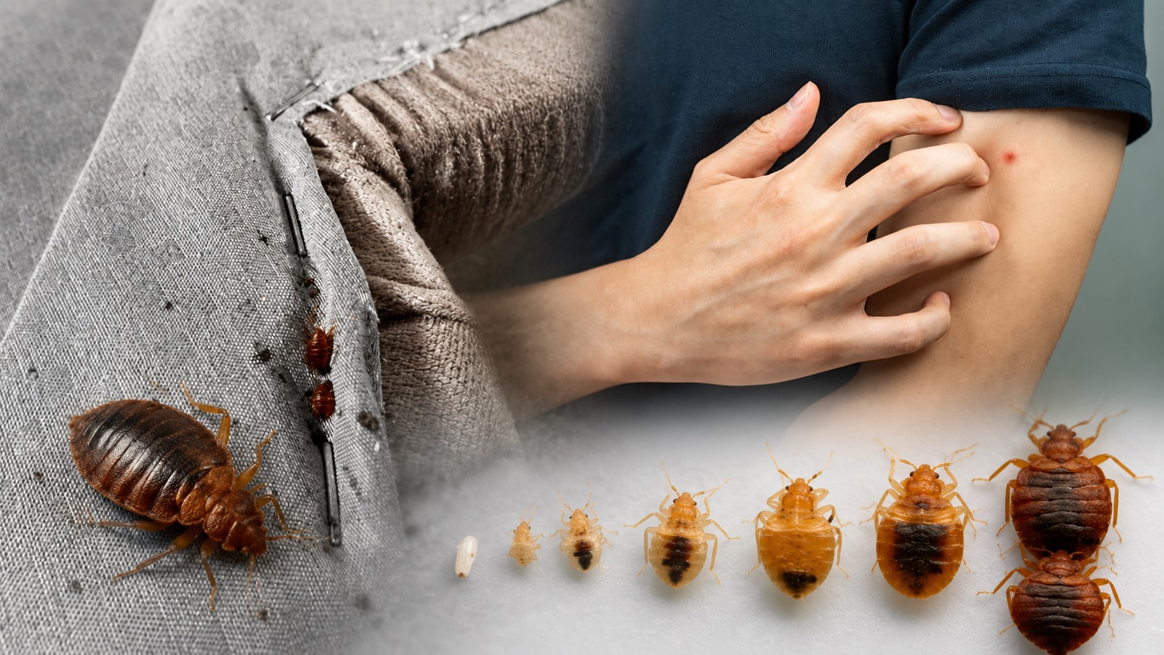 Ploșnițe de pat pe o saltea infestată, etapele ciclului de viață și o persoană care se scarpină din cauza unei înțepături.