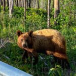 Un urs cu blană brună stă în vegetația verde de la marginea unei păduri, privind direct spre cameră, în apropierea unui parapet metalic de protecție de pe marginea drumului.