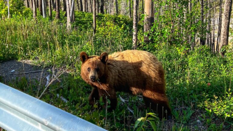 Un urs cu blană brună stă în vegetația verde de la marginea unei păduri, privind direct spre cameră, în apropierea unui parapet metalic de protecție de pe marginea drumului.