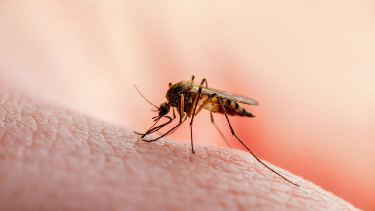 Țânțar pe pielea umană, insectă care poate transmite virusul West Nile